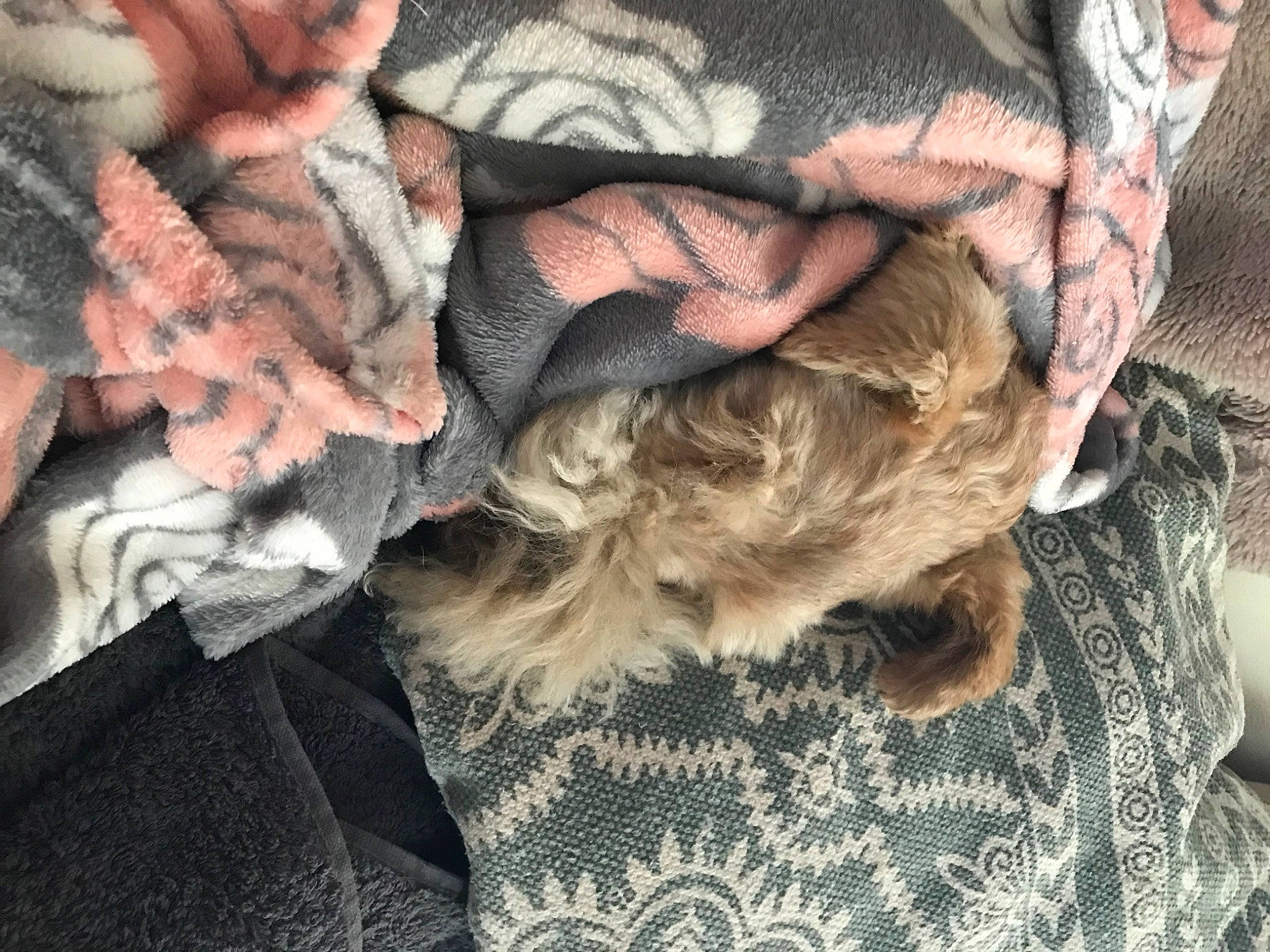 Doughnut a rejoint le concours — aidez-le/la à gagner de superbes lots ! carnivore, comfort, companion_dog, dog_breed, fashion_accessory, fawn, felidae, flesh, fur, grey, hair_coloring, human_leg, linens, liver, nap, pattern, small_to_medium_sized_cats, tail, wood, wool