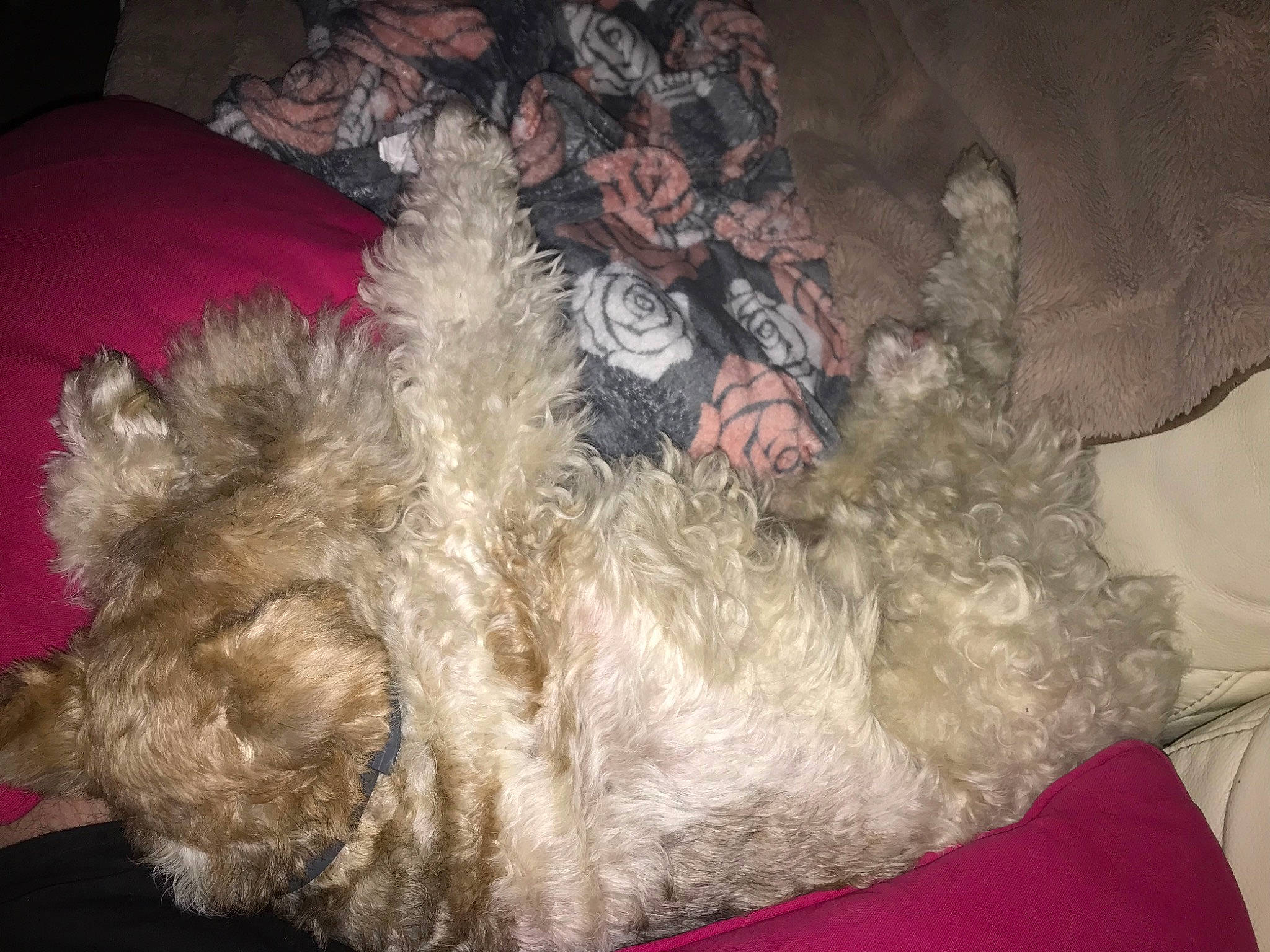 Doughnut a rejoint le concours — aidez-le/la à gagner de superbes lots ! canidae, carnivore, comfort, companion_dog, dog, dog_breed, fawn, fur, non_sporting_group, small_to_medium_sized_cats, snout, sporting_group, tail, terrier, toy_dog