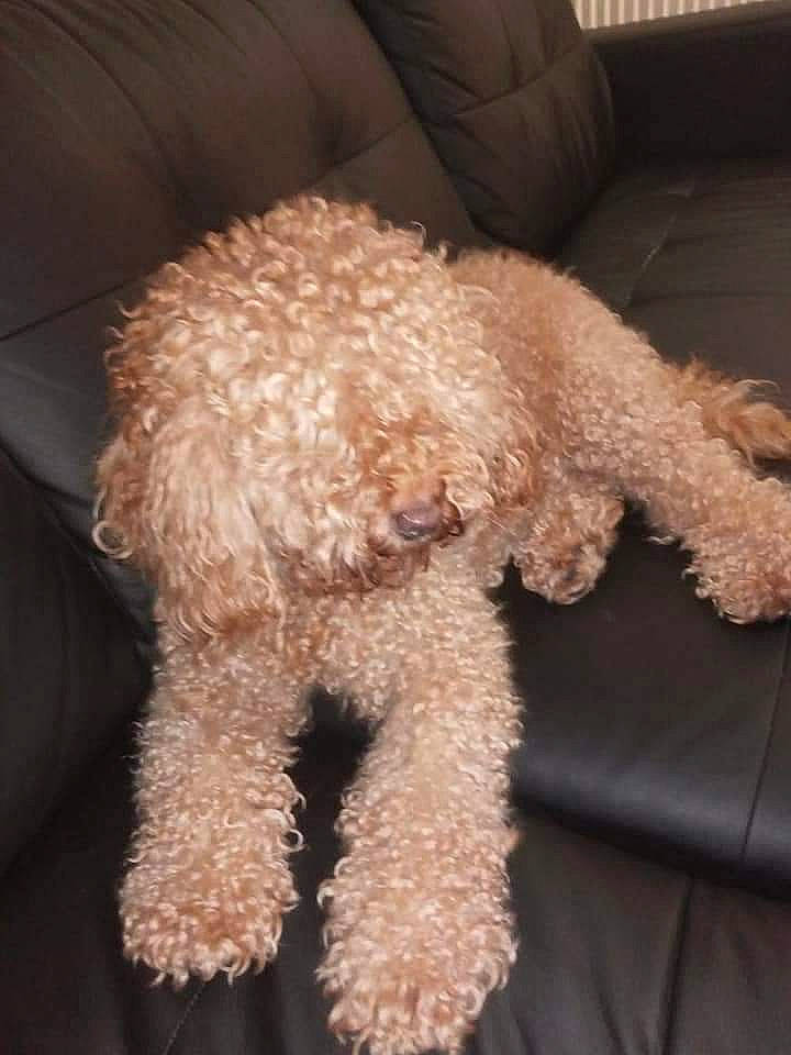 Frki a rejoint le concours — aidez-le/la à gagner de superbes lots ! canidae, carnivore, companion_dog, dog, dog_breed, fawn, fiber, fur, labradoodle, maltepoo, non_sporting_group, poodle, poodle_crossbreed, small_terrier, sporting_group, tail, terrier, toy_dog, water_dog, working_animal