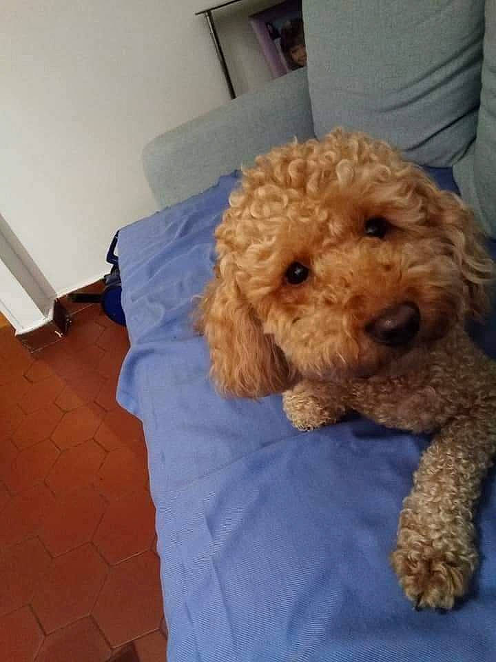 Frki participe au concours pour gagner de l'argent avec cette photo : canidae, carnivore, companion_dog, dog, dog_breed, dog_supply, fur, labradoodle, maltepoo, non_sporting_group, pattern, pet_supply, poodle, shih_poo, sporting_group, terrier, toy_dog, water_dog, working_animal, yorkipoo