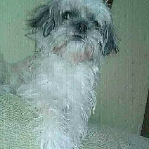 Lea participe au concours pour gagner de l'argent avec cette photo : ancient_dog_breeds, biewer_terrier, canidae, carnivore, companion_dog, dog, dog_breed, fur, liver, non_sporting_group, poodle_crossbreed, shih_poo, small_terrier, sporting_group, terrestrial_animal, terrier, toy_dog, water_dog, working_animal, yorkipoo