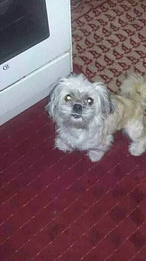 Lea a rejoint le concours — aidez-le/la à gagner de superbes lots ! carnivore, cockapoo, companion_dog, dog, dog_breed, fawn, flooring, fur, head, liver, mal_shi, poodle_crossbreed, puppy_love, shih_poo, shih_tzu, small_terrier, snout, terrier, toy_dog, whiskers