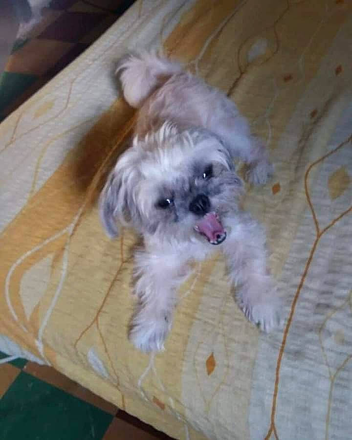 Lea participe au concours pour gagner de l'argent avec cette photo : carnivore, companion_dog, dog, dog_breed, dog_supply, fur, hardwood, mal_shi, maltepoo, poodle_crossbreed, shih_poo, shih_tzu, small_terrier, snout, terrier, toy_dog, wood, wood_stain, working_animal, yorkipoo