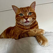 Tawba a rejoint le concours — aidez-le/la à gagner de superbes lots ! animal, cat, closeup, cute, domestic_cat, ears, eyes, face, feline, fur, ginger_cat, indoor, paw, pet, portrait, relaxed, resting, tabby, tongue_out, whiskers