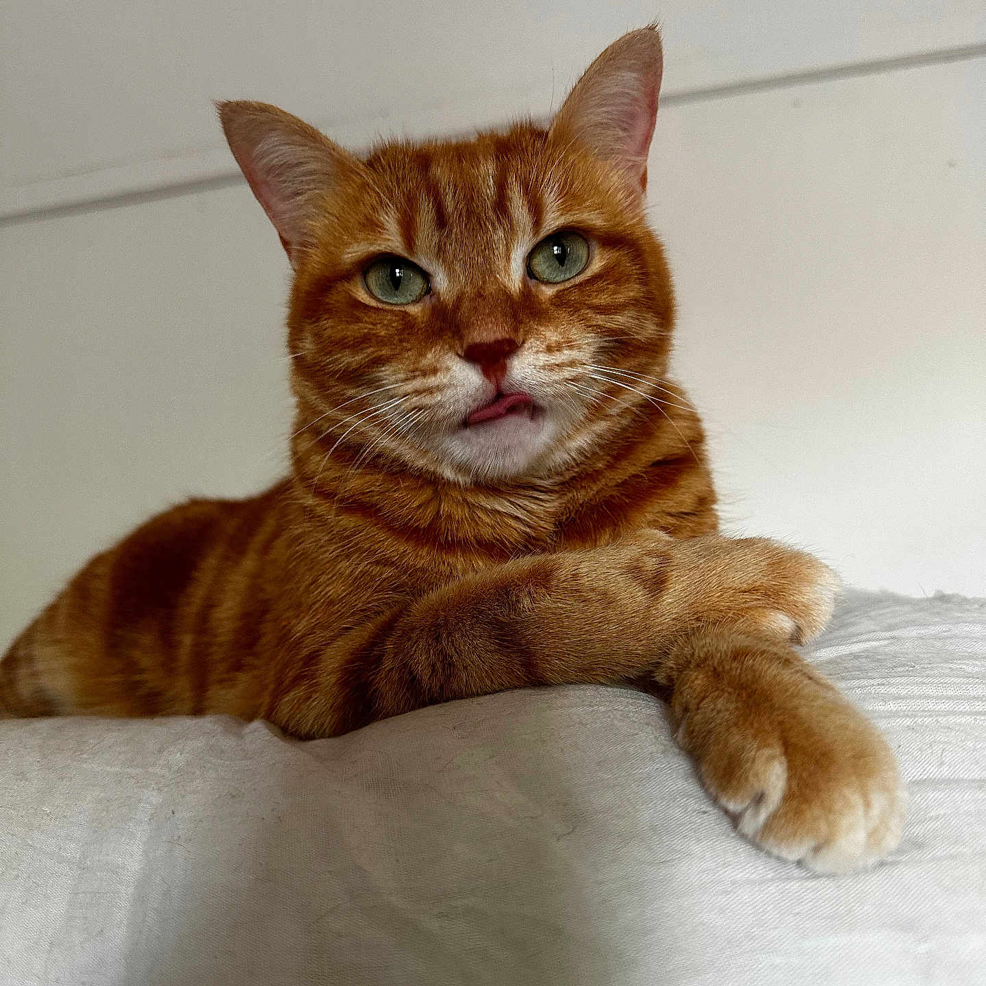 Tawba a rejoint le concours — aidez-le/la à gagner de superbes lots ! animal, cat, closeup, cute, domestic_cat, ears, eyes, face, feline, fur, ginger_cat, indoor, paw, pet, portrait, relaxed, resting, tabby, tongue_out, whiskers
