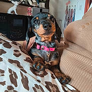 Chipo participe au concours pour gagner de l'argent avec cette photo : dog, puppy, dachshund, black_and_tan, pet, animal, sitting, portrait, collar, pink_collar, leash, bell, couch, cushion, leopard_print, indoor, living_room, home, plants, cute