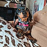 dog, puppy, dachshund, black_and_tan, pet, animal, sitting, portrait, collar, pink_collar, leash, bell, couch, cushion, leopard_print, indoor, living_room, home, plants, cute