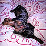 Chipo a rejoint le concours — aidez-le/la à gagner de superbes lots ! dog, puppy, sleeping, lying_down, black_and_tan, small_dog, collar, paws, bed, bedding, blanket, pink, white, patterned, indoors, home, relaxed, cute, pet, portrait
