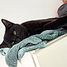 black_cat, cat, pet, animal, feline, resting, relaxed, towel, fabric, indoor, white_wall, paw, fur, yellow_eyes, soft_texture, household, cozy, sleepy, domestic_animal, portrait