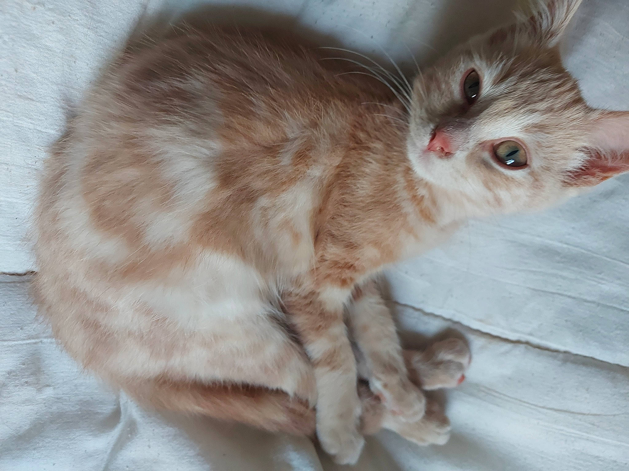 Shoopy a rejoint le concours — aidez-le/la à gagner de superbes lots ! carnivore, cat, claw, comfort, domestic_short_haired_cat, ear, eye, fawn, felidae, fur, paw, small_to_medium_sized_cats, snout, tail, whiskers