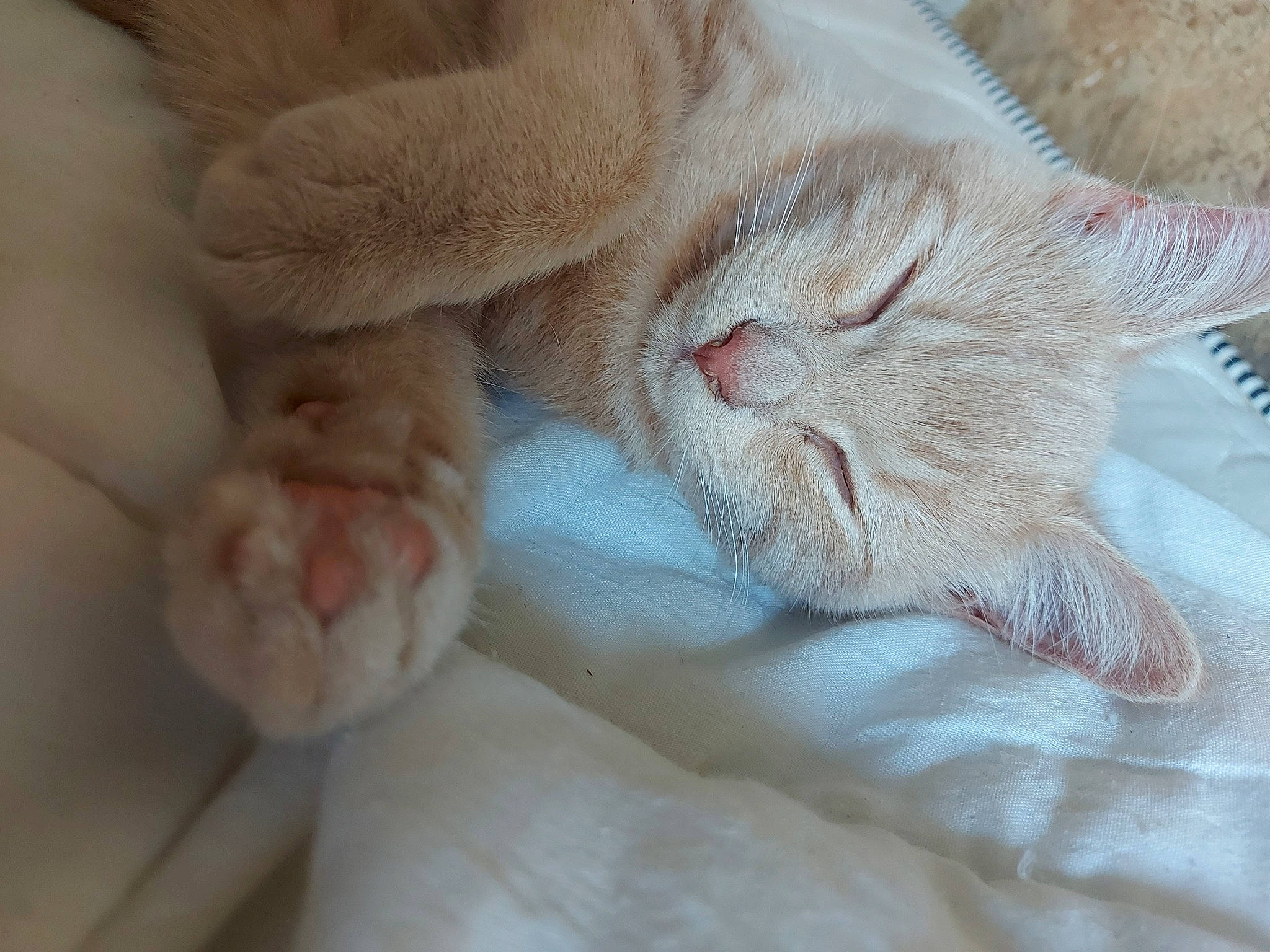 Shoopy a rejoint le concours — aidez-le/la à gagner de superbes lots ! carnivore, cat, claw, comfort, domestic_short_haired_cat, fawn, felidae, foot, fur, gesture, nail, nap, paw, sleep, small_to_medium_sized_cats, snout, tail, terrestrial_animal, whiskers, wool