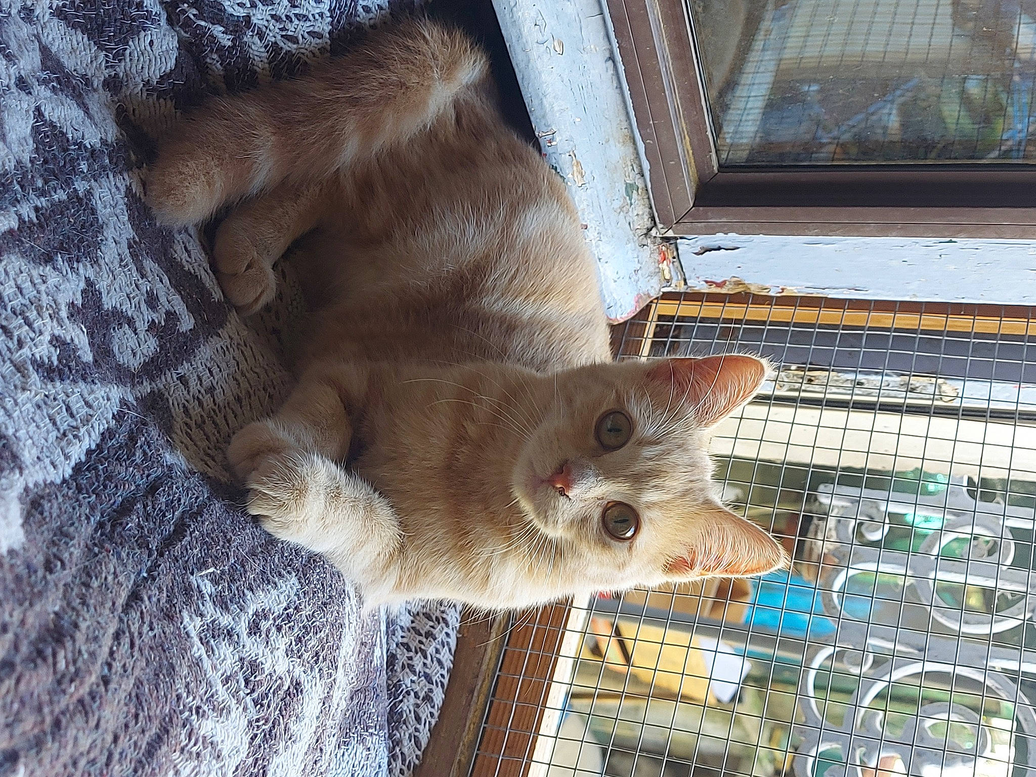 Shoopy a rejoint le concours — aidez-le/la à gagner de superbes lots ! animal_shelter, cage, carnivore, cat, cat_supply, claw, domestic_short_haired_cat, fawn, felidae, flooring, fur, human_leg, mesh, paw, pet_supply, small_to_medium_sized_cats, snout, tail, whiskers, wood