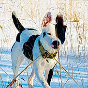 Prada is registered to the contest to win money with this photo: black_and_white_dog, collar, dog, ears, field, happy, landscape, mid_stride, muzzle, nature, outdoors, paws, pet, playful, running, shadows, snow, sunlight, tall_grass, winter