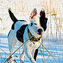 black_and_white_dog, collar, dog, ears, field, happy, landscape, mid_stride, muzzle, nature, outdoors, paws, pet, playful, running, shadows, snow, sunlight, tall_grass, winter
