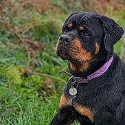 Oùmi participe au concours pour gagner de l'argent avec cette photo : rottweiler, dog, pet, animal, collar, purple_collar, grass, outdoor, nature, canine, portrait, black_and_tan, mammal, sitting, wet_fur, close_up, fur, alert, background_blur, leash_tag