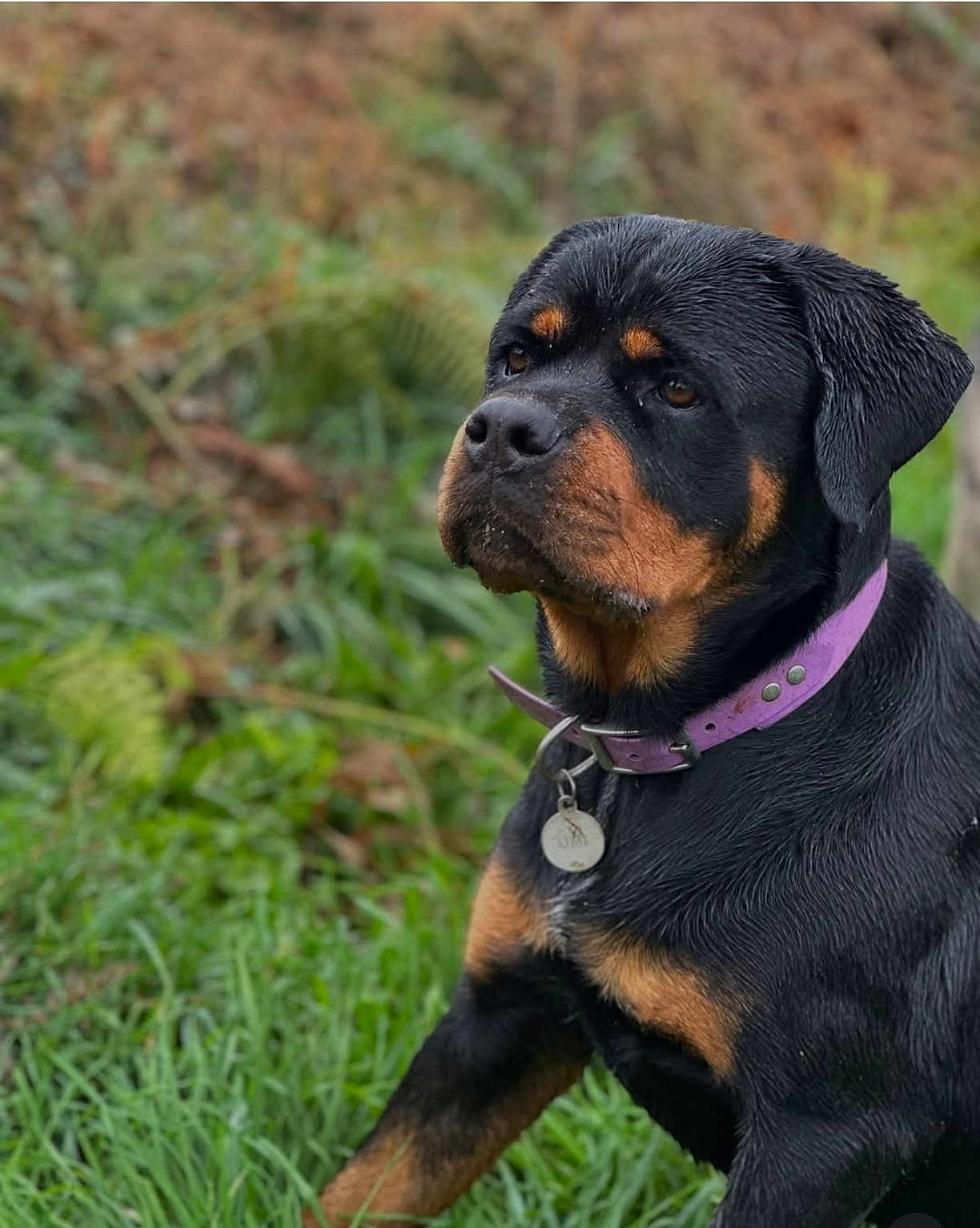 Oùmi participe au concours pour gagner de l'argent avec cette photo : rottweiler, dog, pet, animal, collar, purple_collar, grass, outdoor, nature, canine, portrait, black_and_tan, mammal, sitting, wet_fur, close_up, fur, alert, background_blur, leash_tag