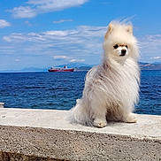 Pastelle participe au concours pour gagner de l'argent avec cette photo : animal, clouds, coast, daytime, dog, fluffy, ledge, mountains, nature, ocean, outdoor, pet, pomeranian, sea, ship, sky, stone, water, white, wind