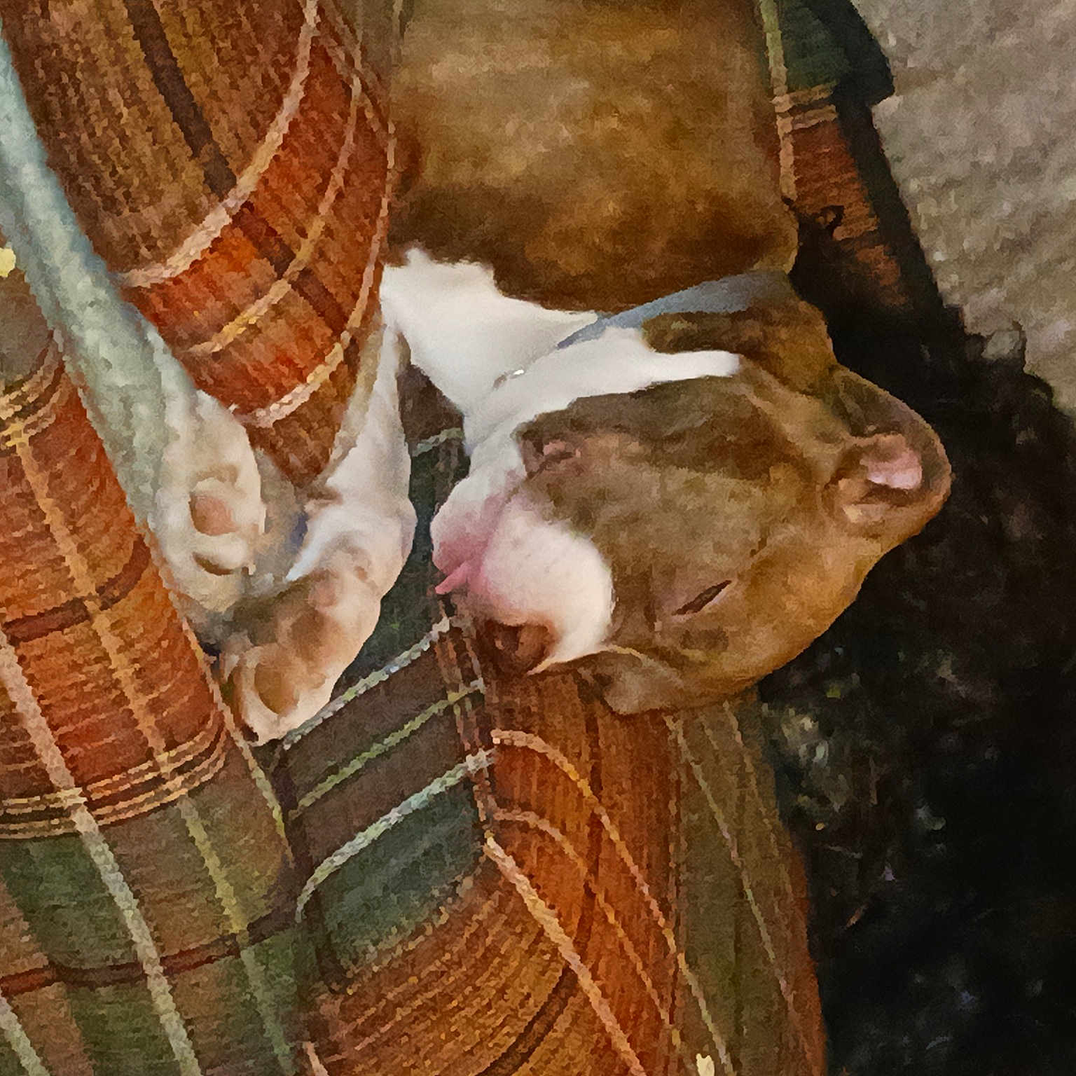 Bell joined the competition — help win amazing prizes! brown, canidae, carnivore, comfort, companion_dog, dog, dog_breed, fawn, fur, human_leg, liver, livestock, pattern, plaid, snout, sporting_group, tartan, terrestrial_animal, wood, working_animal