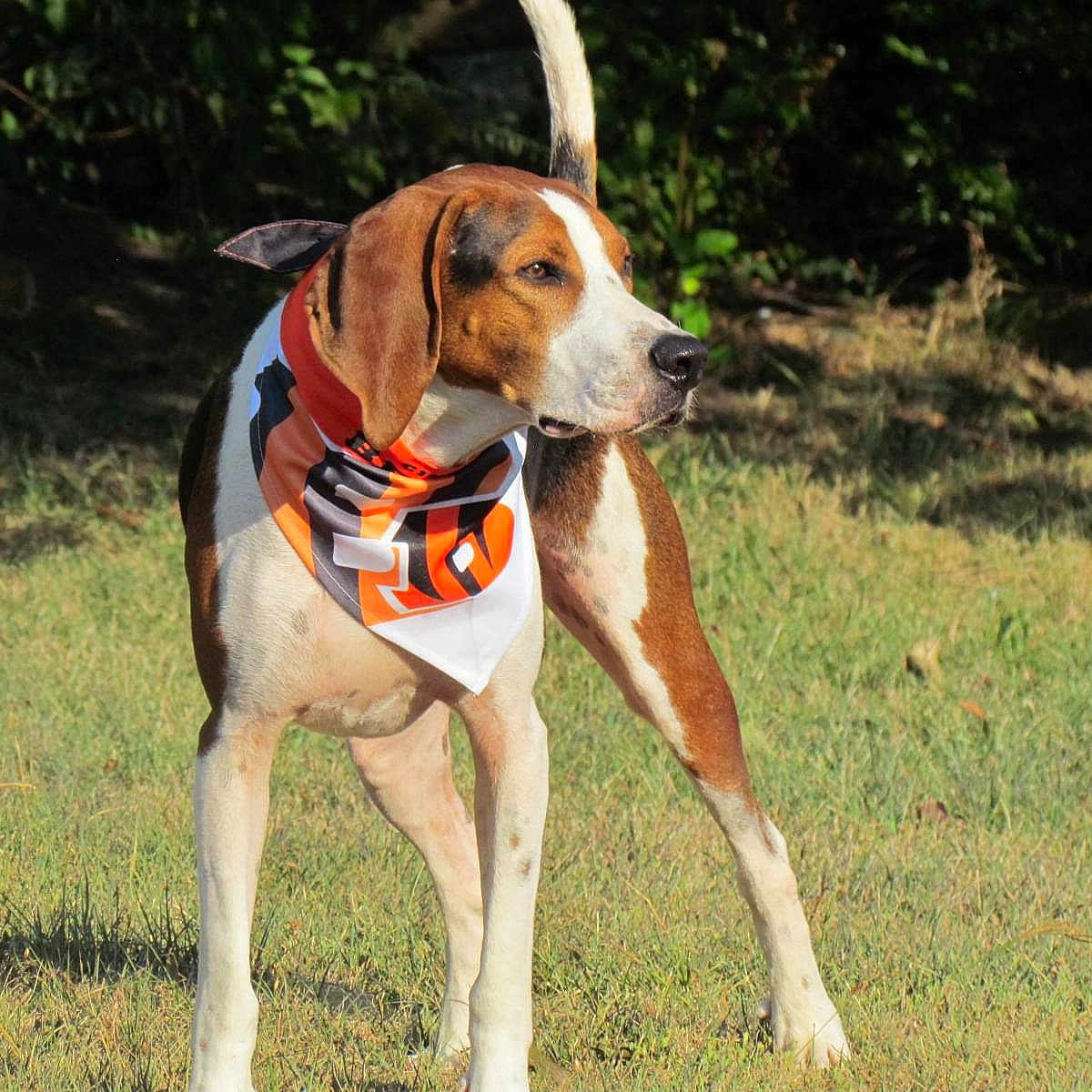 Atlas is registered to the contest to win money with this photo: accessories, animal, beagle, canine, clothing, dog, formalwear, grass, grove, hound, outdoors, pet, plant, pointer, puppy, scarf, strap, tie, tree, vegetation