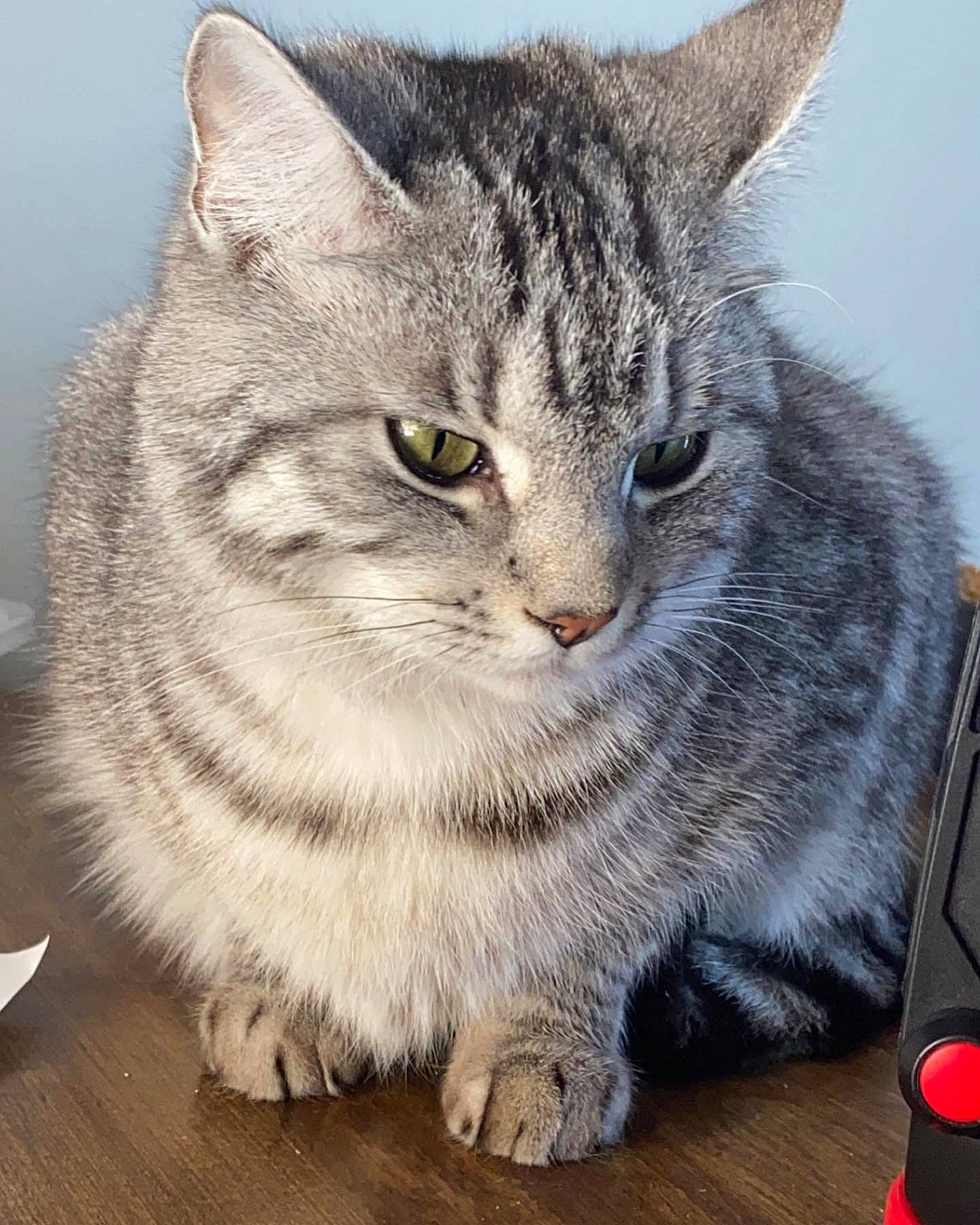 Ricotta is registered to the contest to win money with this photo: carnivore, cat, claw, domestic_short_haired_cat, felidae, flooring, fur, grey, hardwood, paw, photo_caption, serveware, small_to_medium_sized_cats, snout, tableware, tail, terrestrial_animal, whiskers, window, wood