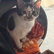Lillith joined the competition — help win amazing prizes! cat, kitten, feline, pet, indoor, blanket, orange_blanket, tunnel, basket, whiskers, ears, paw, tabby, white_fur, curious, portrait, close_up, carpet, cardboard_box, cozy_spot