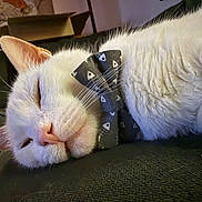 Milo joined the competition — help win amazing prizes! white_cat, sleeping, bow_tie, close_up, whiskers, pink_nose, fluffy_fur, leather_couch, indoor, pet, relaxed, portrait, eyes_closed, cozy, domestic_cat, cardboard_box, texture, naptime, collar, cute