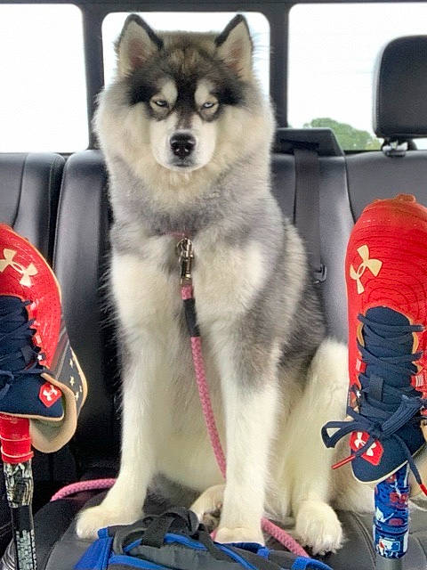 Montana joined the competition — help win amazing prizes! alaskan_klee_kai, alaskan_malamute, ancient_dog_breeds, canadian_eskimo_dog, canidae, canis, carnivore, companion_dog, dog, dog_breed, mammal, miniature_siberian_husky, rare_breed_dog, sakhalin_husky, siberian_husky, sled_dog, sporting_group, vehicle, vertebrate, working_dog