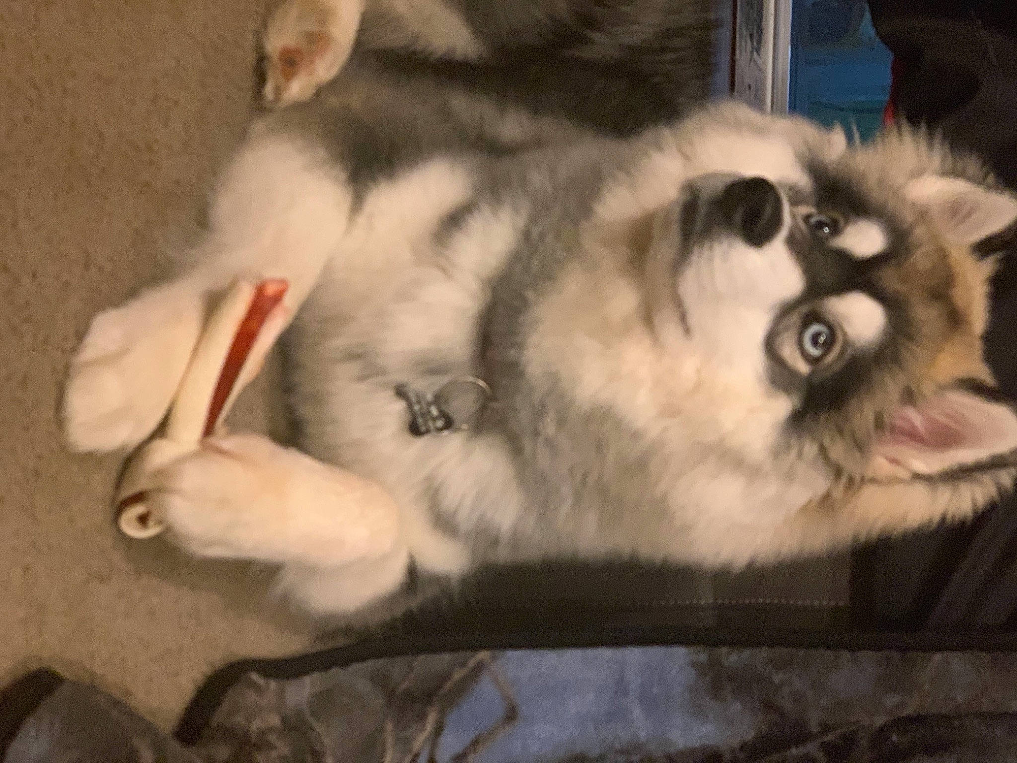 Montana joined the competition — help win amazing prizes! alaskan_klee_kai, alaskan_malamute, canadian_eskimo_dog, canidae, carnivore, dog, dog_breed, eye, finnish_lapphund, mammal, miniature_siberian_husky, native_american_indian_dog, nose, sakhalin_husky, siberian_husky, sled_dog, snout, vertebrate, whiskers, wolfdog