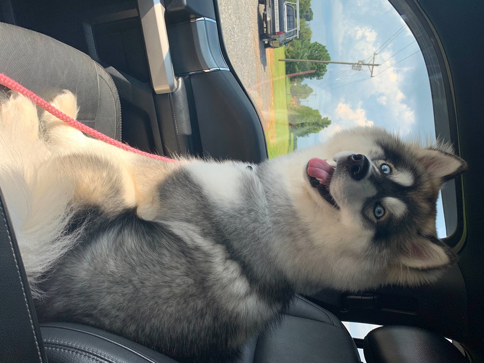 Montana is registered to the contest to win money with this photo: alaskan_malamute, canidae, car, car_seat, carnivore, companion_dog, dog, dog_breed, driving, siberian_husky, snout, sporting_group, vehicle
