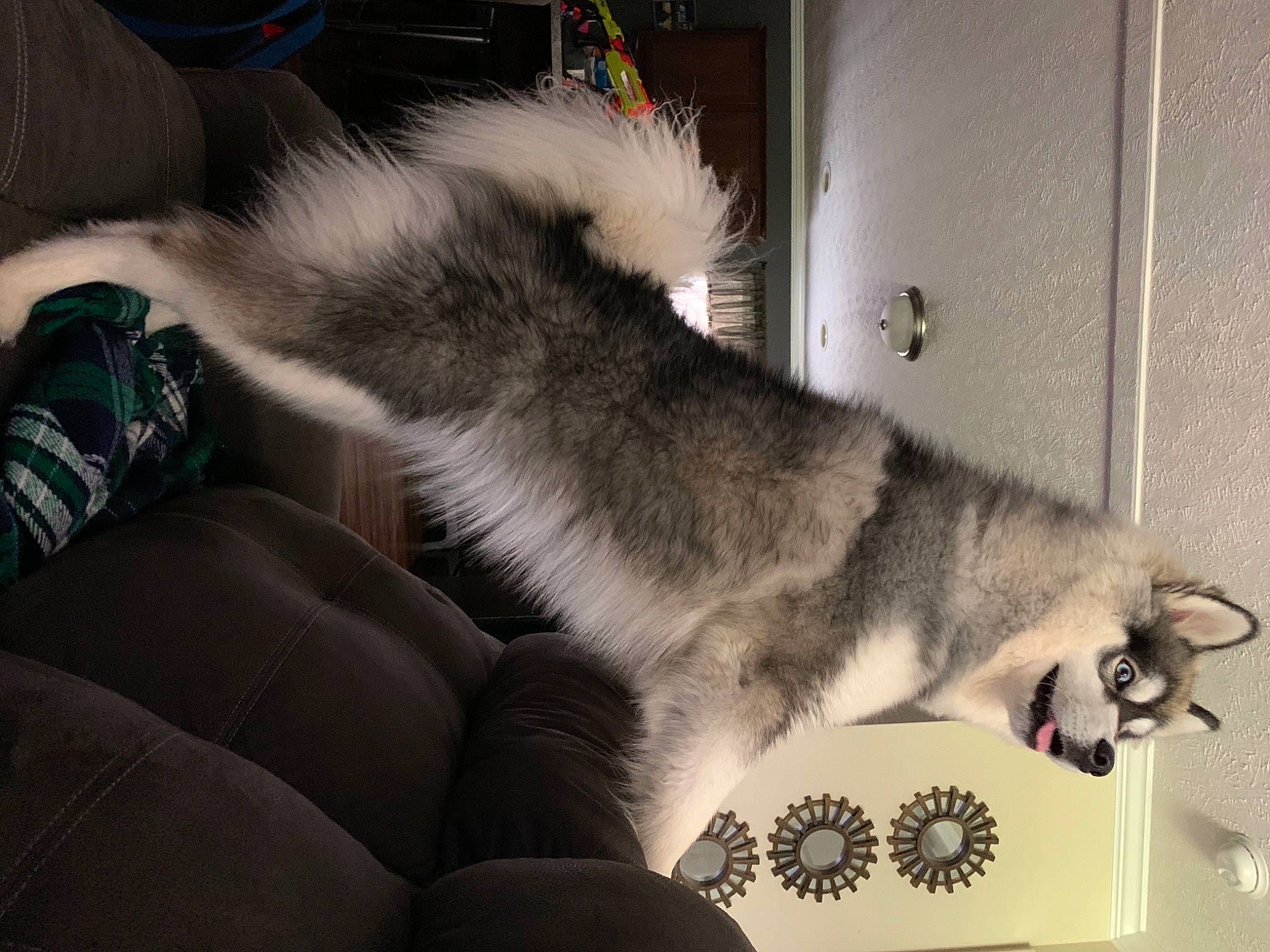 Montana is registered to the contest to win money with this photo: alaskan_klee_kai, alaskan_malamute, canidae, carnivore, dog, dog_breed, fur, keeshond, mammal, paw, siberian_husky, sled_dog, tail, vertebrate, wolfdog