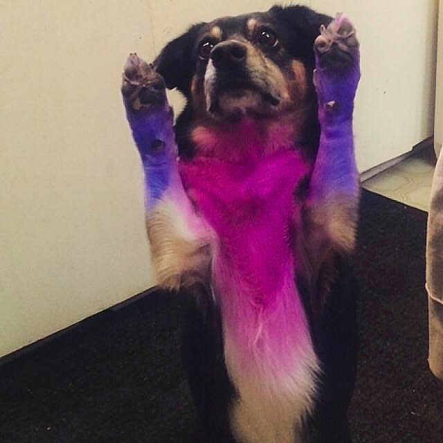 Mollie