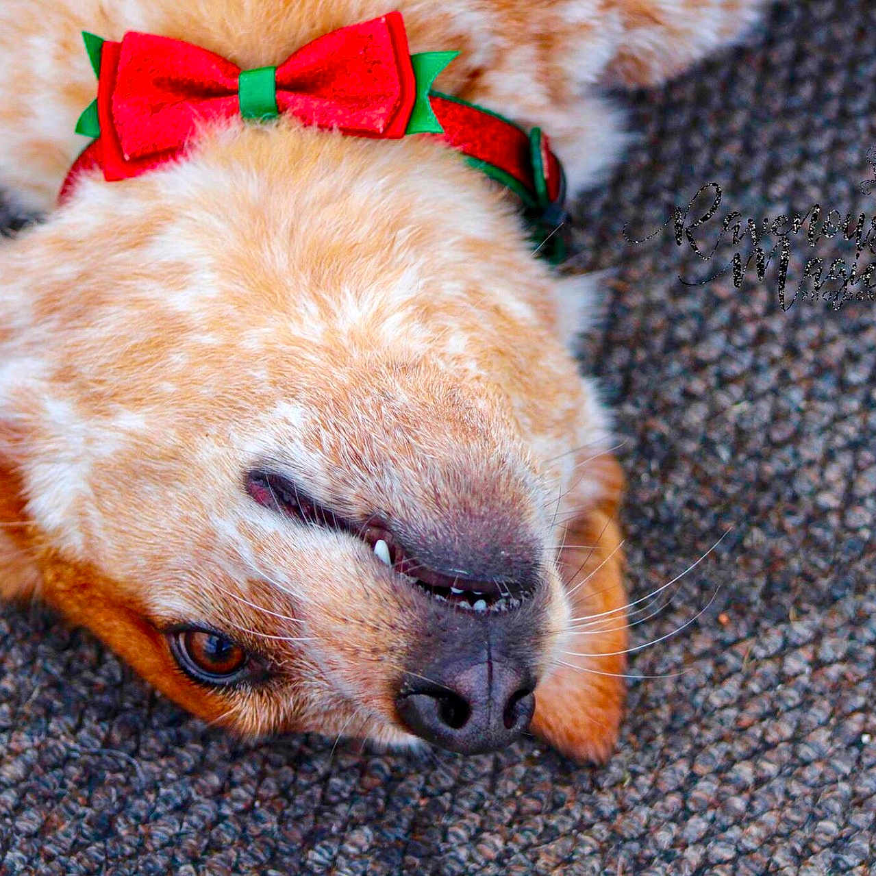 Misty joined the competition — help win amazing prizes! carnivoran, dog, dog_breed, dog_breed_group, dog_like_mammal, fur, golden_retriever, nose, puppy, puppy_love, snout, sporting_group, whiskers
