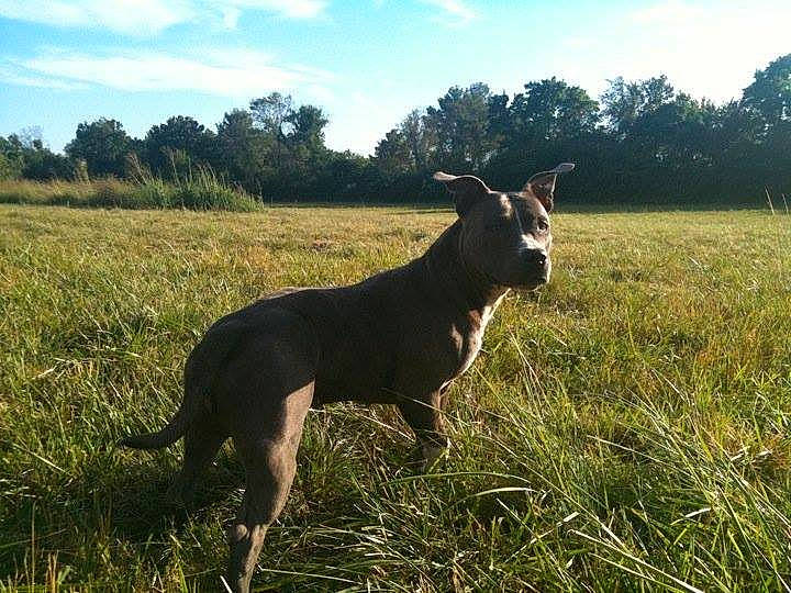 Kylie a rejoint le concours — aidez-le/la à gagner de superbes lots ! agriculture, carnivore, cloud, collar, dog, dog_breed, fawn, grass, grassland, landscape, natural_landscape, pasture, plant, prairie, sky, sporting_group, tail, terrestrial_animal, tree, working_animal