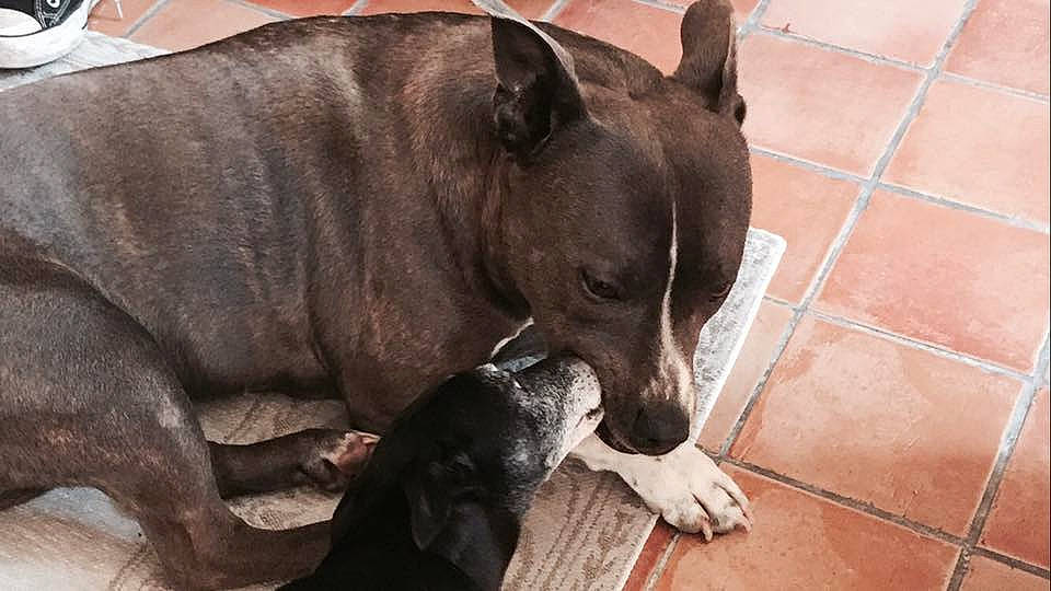 Kylie a rejoint le concours — aidez-le/la à gagner de superbes lots ! canidae, carnivore, companion_dog, dog, dog_breed, dog_supply, fawn, flooring, guard_dog, liver, molosser, non_sporting_group, paw, snout, sporting_group, terrestrial_animal, tile_flooring, whiskers, working_animal, working_dog