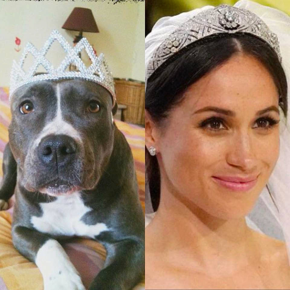 Kylie participe au concours pour gagner de l'argent avec cette photo : bridal_accessory, bride, carnivore, companion_dog, cool, dog, dog_breed, dog_collar, earrings, event, eyelash, fawn, happy, headpiece, jewellery, makeover, sunglasses, tiara, wedding_dress, working_animal