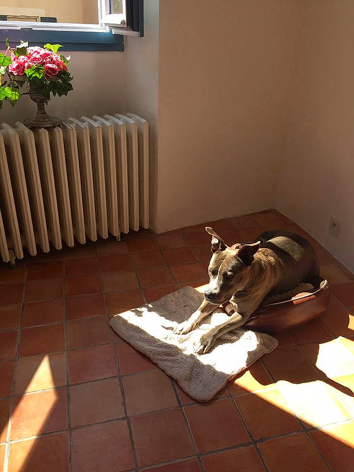 Kylie a rejoint le concours — aidez-le/la à gagner de superbes lots ! carnivore, comfort, companion_dog, dog, dog_breed, fawn, floor, flooring, flower, flowerpot, hardwood, interior_design, plant, room, stairs, tail, tints_and_shades, window, wood, wood_flooring