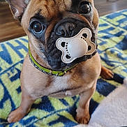 Penelope is registered to the contest to win money with this photo: dog, french_bulldog, puppy, pet, animal, sitting, indoors, blanket, colorful, carpet, toy, pacifier, wide_eyes, large_ears, short_snout, collar, brown_fur, black_mask, portrait, funny
