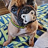 dog, french_bulldog, puppy, pet, animal, sitting, indoors, blanket, colorful, carpet, toy, pacifier, wide_eyes, large_ears, short_snout, collar, brown_fur, black_mask, portrait, funny