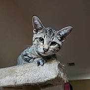 Roscoe is registered to the contest to win money with this photo: animal, cat, cat_tree, curious, cute, domestic, ears, feline, fur, household, indoor, kitten, looking, mammal, paws, pet, portrait, tabby, whiskers, young