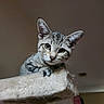 animal, cat, cat_tree, curious, cute, domestic, ears, feline, fur, household, indoor, kitten, looking, mammal, paws, pet, portrait, tabby, whiskers, young