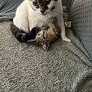 Kitten Face is registered to the contest to win money with this photo: animal, cat, companionship, couch, cozy, curious, cute, domestic_animal, feline, fur, gray_blanket, indoor, kitten, paw, pet, playful, resting, snuggle, two_cats, whiskers