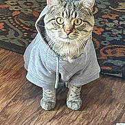 Vino joined the competition — help win amazing prizes! animal, cat, clothing, cozy, curious, cute, ears, floor, fur, hoodie, indoor, patterned_rug, pet, portrait, rug, sitting, tabby_cat, whiskers, wide_eyes, wooden_floor