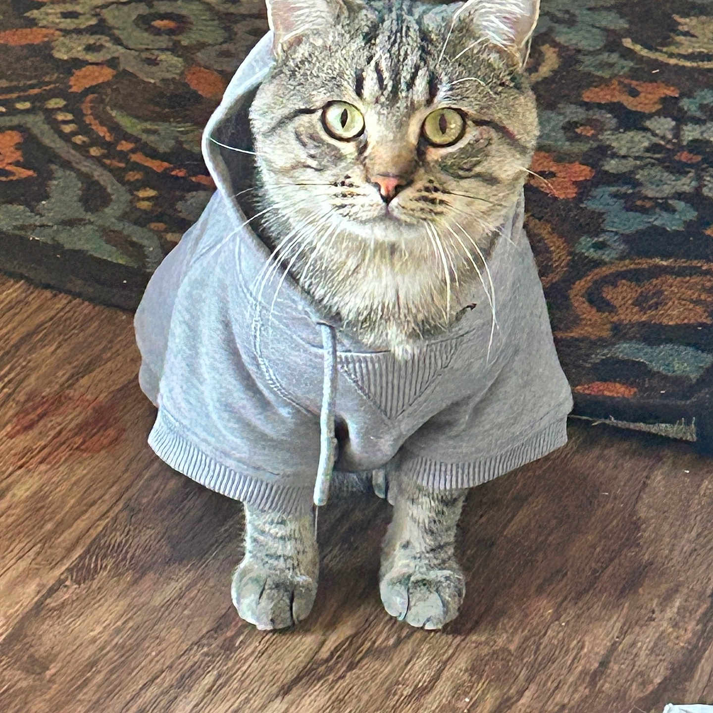 Vino joined the competition — help win amazing prizes! animal, cat, clothing, cozy, curious, cute, ears, floor, fur, hoodie, indoor, patterned_rug, pet, portrait, rug, sitting, tabby_cat, whiskers, wide_eyes, wooden_floor