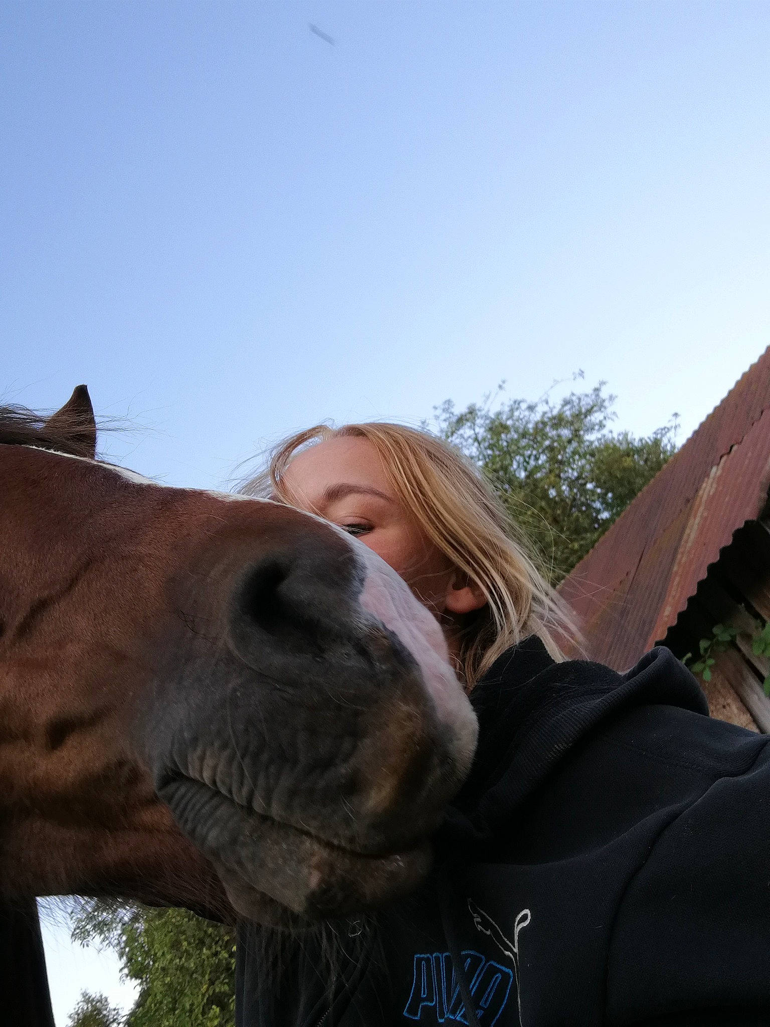 Espoir participe au concours pour gagner de l'argent avec cette photo : camel, fawn, horse, landscape, livestock, mane, mare, nose, photography, pony, smile, snout, stallion, vacation, working_animal