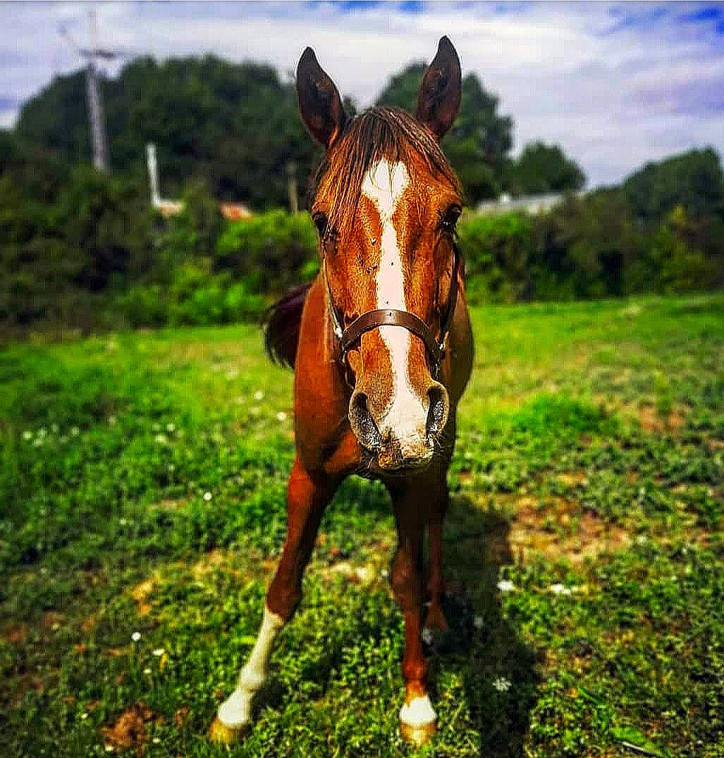 Espoir a rejoint le concours — aidez-le/la à gagner de superbes lots ! bridle, colt, foal, grass, halter, horse, horse_supplies, horse_tack, liver, mammal, mane, mare, mustang_horse, pasture, rein, sky, snout, sorrel, stallion, vertebrate