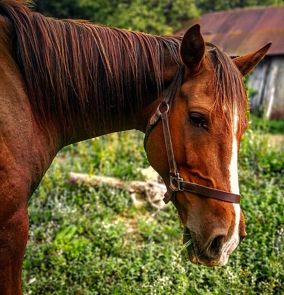 Espoir a rejoint le concours — aidez-le/la à gagner de superbes lots ! bridle, grass, halter, horse, horse_supplies, horse_tack, landscape, liver, livestock, mammal, mane, mare, mustang_horse, pasture, plant, rein, snout, sorrel, stallion, vertebrate