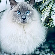 Roméo participe au concours pour gagner de l'argent avec cette photo : cat, fluffy, blue_eyes, snow, green_leaves, winter, animal, pet, portrait, outdoor, nature, whiskers, feline, closeup, cute, soft_fur, winter_foliage, focused, calm, majestic