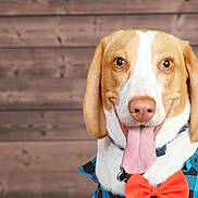 Douggie joined the competition — help win amazing prizes! dog, tongue, bow_tie, blue_shirt, happy, pet, animal, canine, portrait, close_up, brown_and_white, ears, nose, wooden_background, smiling, cute, domestic_animal, fur, collar, indoor