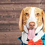dog, tongue, bow_tie, blue_shirt, happy, pet, animal, canine, portrait, close_up, brown_and_white, ears, nose, wooden_background, smiling, cute, domestic_animal, fur, collar, indoor