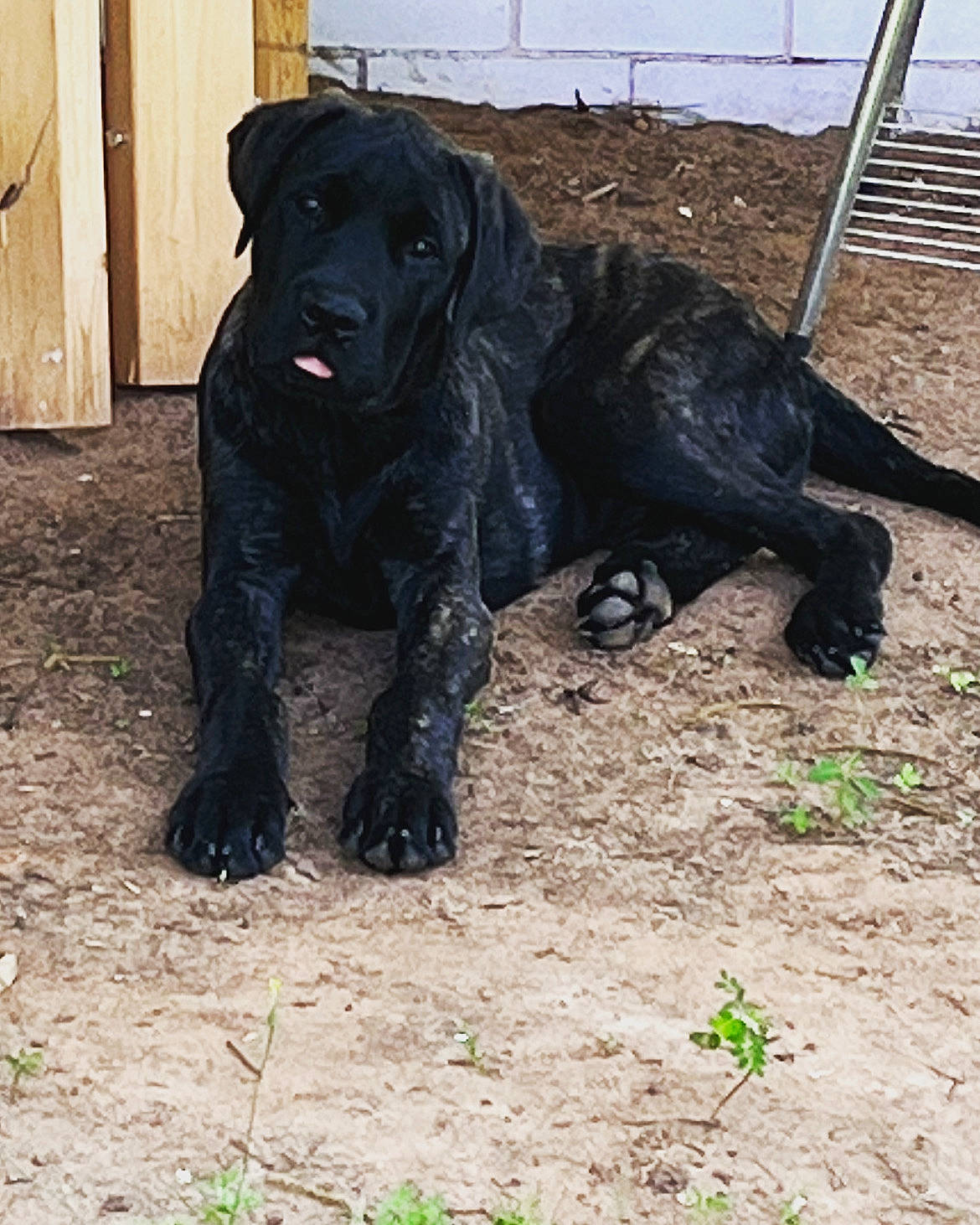 Creed joined the competition — help win amazing prizes! borador, canidae, carnivore, companion_dog, dog, dog_breed, fawn, fur, grass, gun_dog, hunting_dog, liver, non_sporting_group, snout, soil, sporting_group, tail, terrestrial_animal, working_animal, working_dog